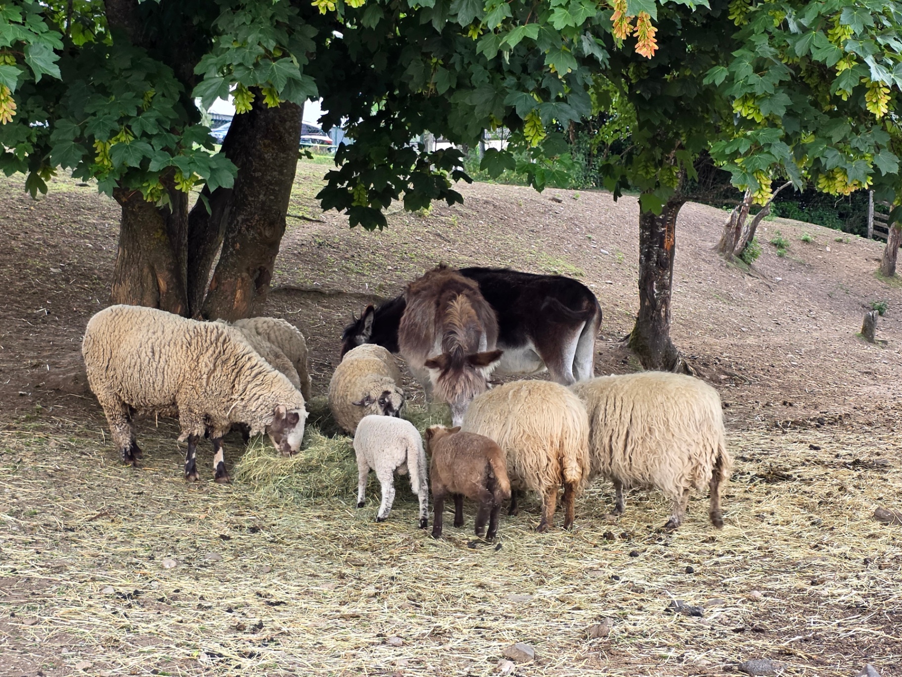 Schafe und ein Esel grasen friedlich unter einem grünen Laubbaum auf der Brücker Mühle